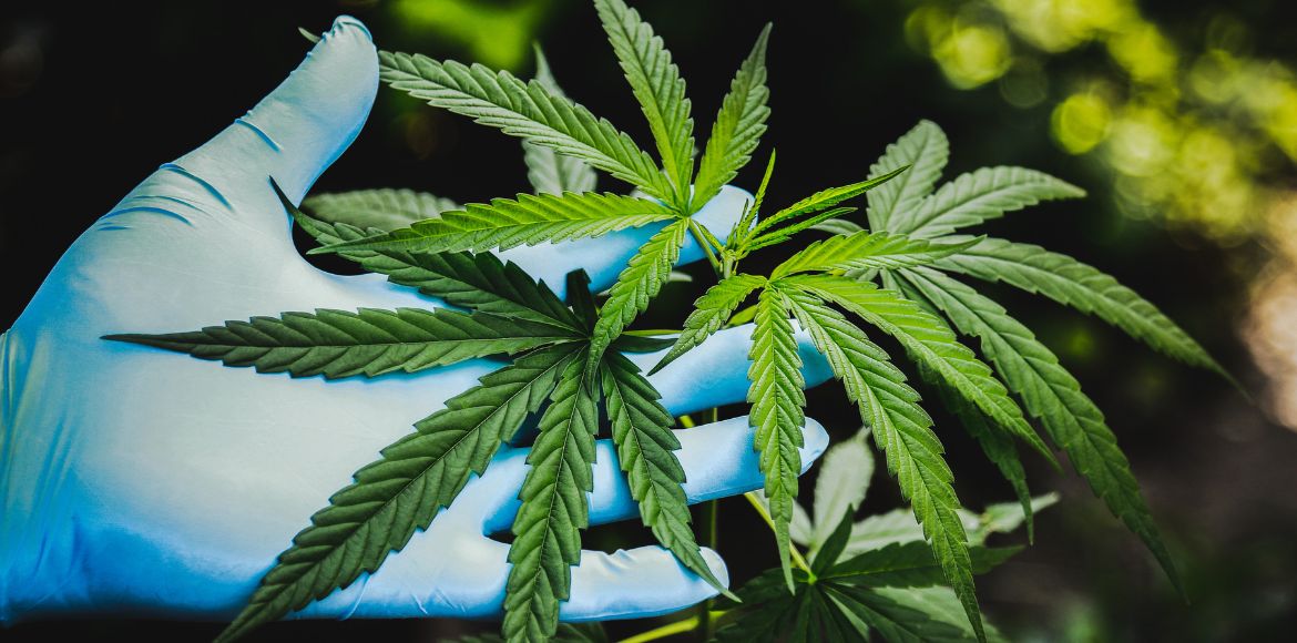 El COFB valora positivamente la aprobación de la propuesta de regulación del uso terapéutico del cannabis y celebra que se incluya a la farmacia comunitaria